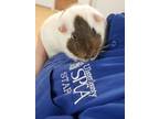 Adopt Lenny a Guinea Pig