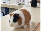 Adopt Benny a Guinea Pig