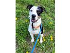 Adopt Beaux a Terrier