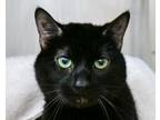 Adopt MURPHY a Domestic Short Hair