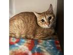 Adopt Curry a Domestic Short Hair