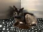 Adopt Turner a Domestic Short Hair