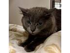 Adopt Sam Smoke a Domestic Short Hair