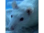 Adopt Opal a Rat