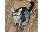 Adopt Paddy O'Flannagan a Domestic Medium Hair