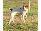 Adopt TX/Cooper G a Brittany Spaniel