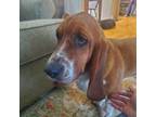 Adopt Albuquerque a Basset Hound