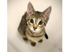 Adopt Uranus a Domestic Short Hair