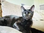 Adopt Jupiter a Domestic Short Hair