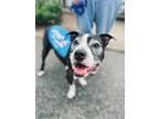 Adopt O'Henry a Mixed Breed, Pit Bull Terrier