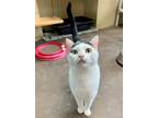 Adopt Howlite a Domestic Short Hair