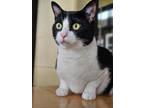 Adopt Malachite a Domestic Short Hair