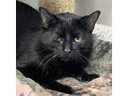 Adopt Salem a Domestic Short Hair