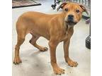 Adopt Union a Hound, Mixed Breed