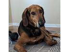 Adopt Luther a Bloodhound, Mixed Breed