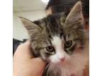 Adopt Jerry a Domestic Long Hair