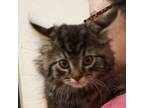 Adopt Ben a Domestic Long Hair