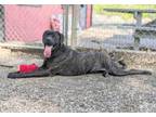 Adopt Jake 156 a Mountain Cur, Mastiff