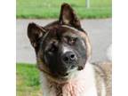 Adopt Flynn a Akita