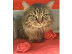 Adopt Big Guy a Domestic Long Hair, Tabby