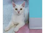 Adopt Snowflake - KBC a Domestic Short Hair