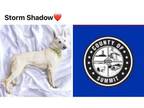 Adopt STORM SHADOW a German Shepherd Dog