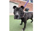 Adopt Corbin a Pit Bull Terrier, Mixed Breed