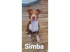Adopt Simba Yrly 129 a Pit Bull Terrier