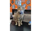 Adopt Tommy a Domestic Short Hair