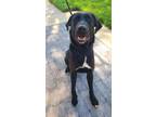 Adopt Morpheus Yrly 128 a Labrador Retriever