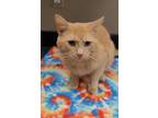 Adopt Oscar a Domestic Short Hair