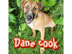 Adopt Dane Cook a Great Dane, Mixed Breed
