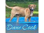Adopt Dane Cook a Great Dane, Mixed Breed