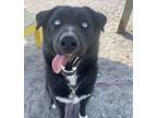 Adopt Saint a Mixed Breed