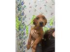 Adopt Big Red a Mixed Breed