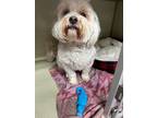 Adopt Herbert a Bichon Frise, Shih Tzu