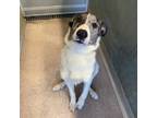 Adopt Mac a Border Collie, Mixed Breed