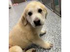 Adopt Melman a Retriever