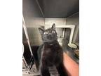 Adopt Midnight a Domestic Short Hair