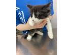 Adopt Rumi a Domestic Medium Hair, Domestic Short Hair