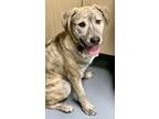 Adopt Buster a Mixed Breed