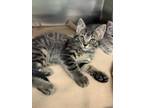 Adopt Purrcules a Domestic Short Hair