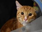 Adopt Cheeto a Domestic Short Hair