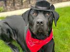 Adopt Tugboat a Labrador Retriever