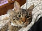 Adopt Little Ray a Domestic Medium Hair