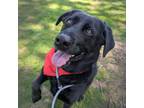Adopt Blackberry (mcas) a Labrador Retriever