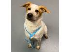 Adopt PANCAKE a Australian Cattle Dog / Blue Heeler