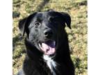 Adopt Tyberious a Great Pyrenees