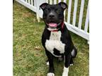 Adopt Drake a Pit Bull Terrier, Mixed Breed