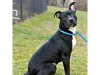 Adopt Drake a Pit Bull Terrier, Mixed Breed